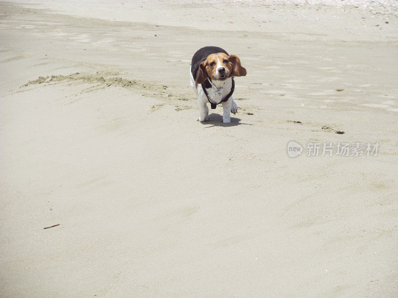 会飞的小猎犬