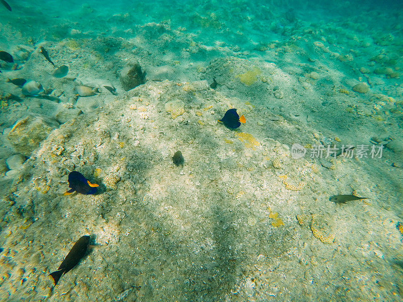 红海中的水下珊瑚礁