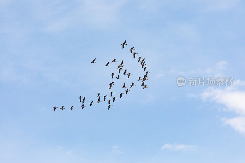 一群鹅在空中跳舞