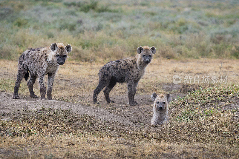 三只鬣狗,非洲