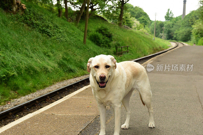 英国火车站的拉布拉多寻回犬