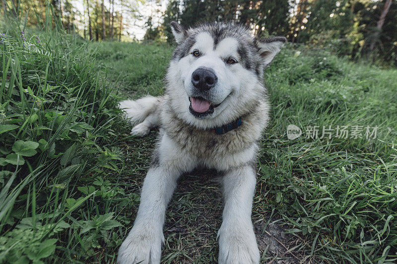 美丽的雪橇犬躺在草地上，戴着gps项圈