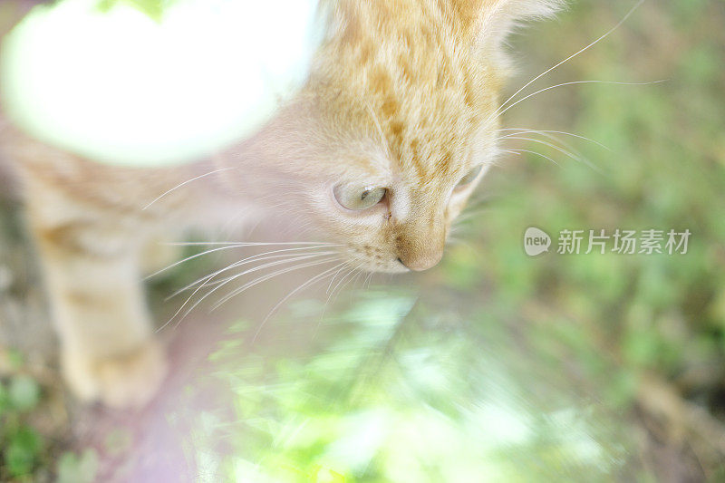小姜猫和多色的背景