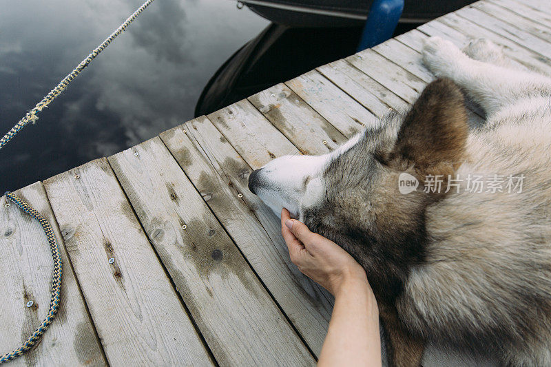 用手抚摸着一只雪橇犬