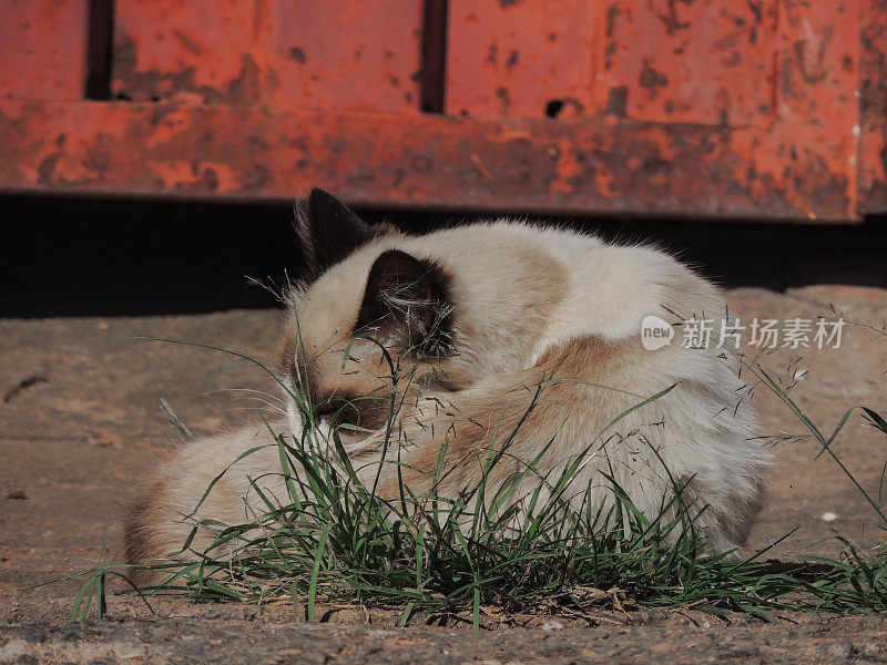 人行道上草地上的猫