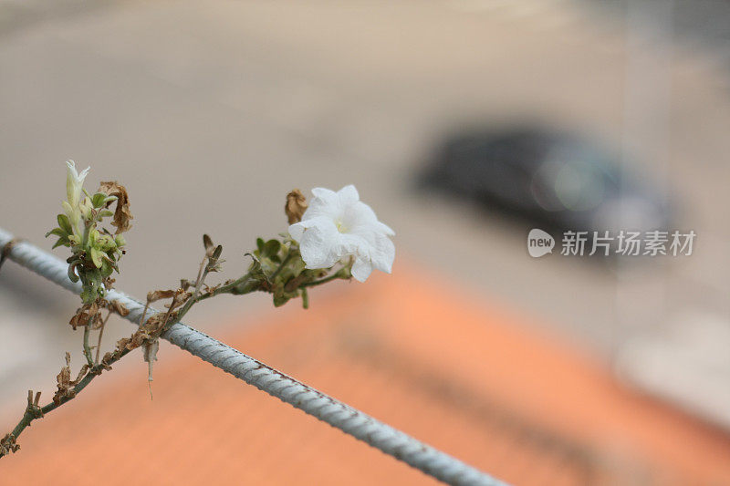 小粉红花朵