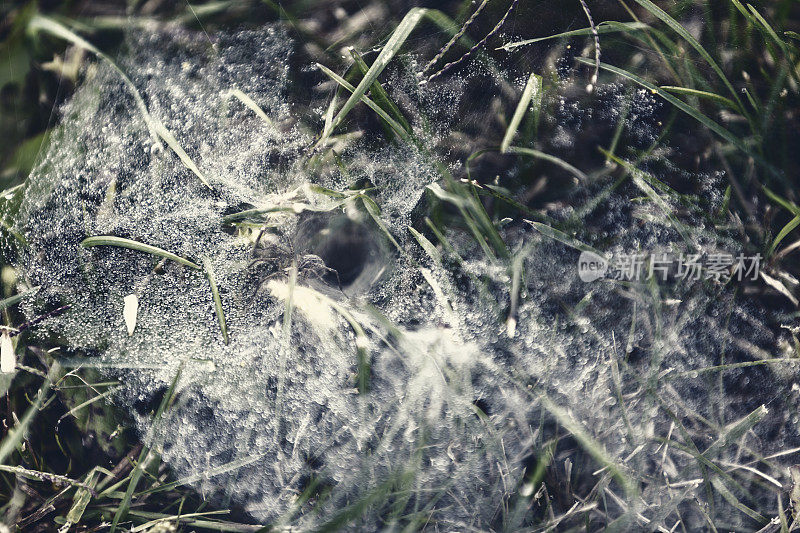 漏斗织布草蜘蛛网