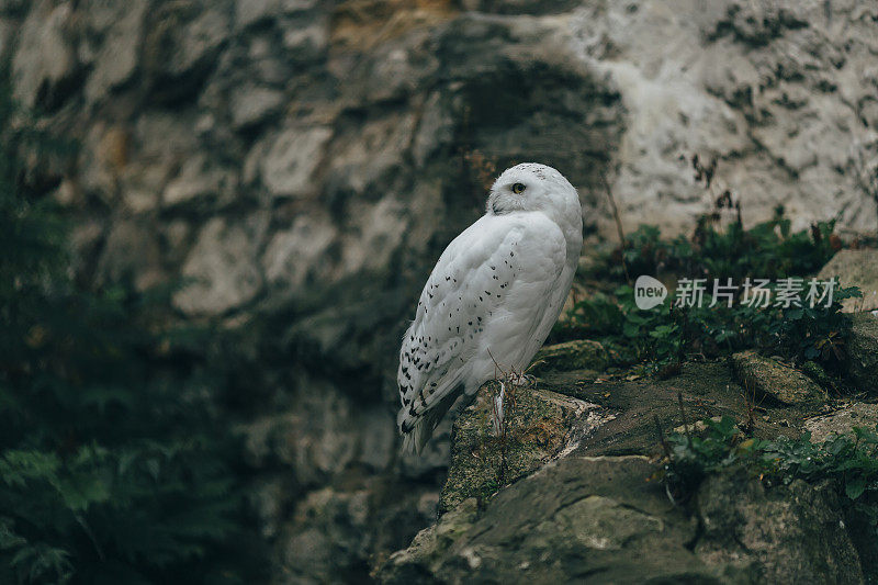 雪鸮