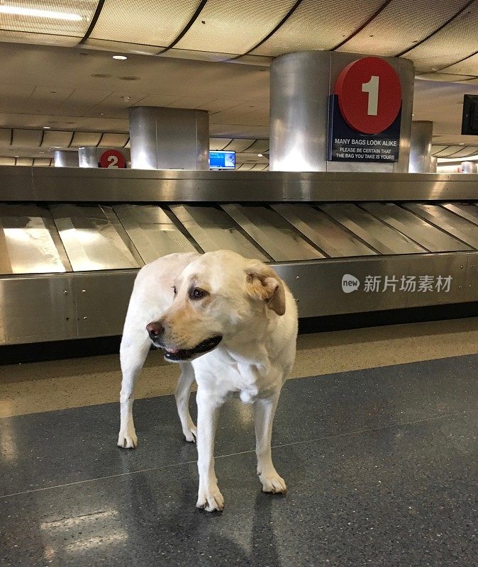 机场的拉布拉多寻回犬