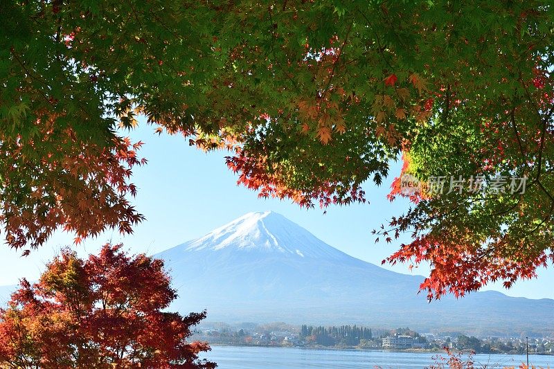 日本富士五湖地区的富士山和秋叶