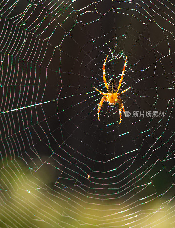 花园蜘蛛在她的网在森林背光-阿拉尼斯