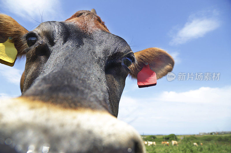 泽西奶牛特写镜头