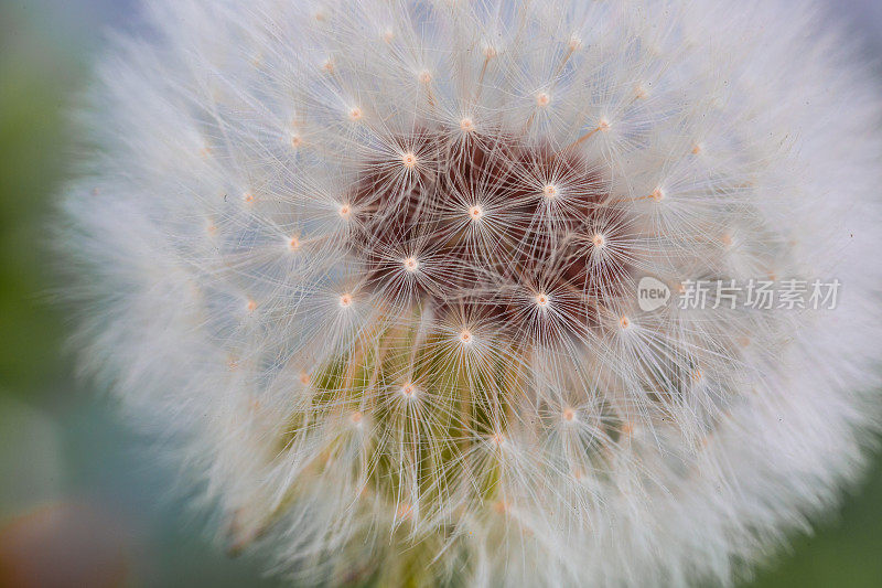 花园里的蒲公英花和种子的微距图像