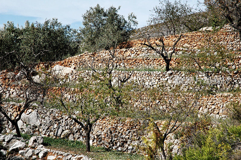 西班牙南部橄榄种植园