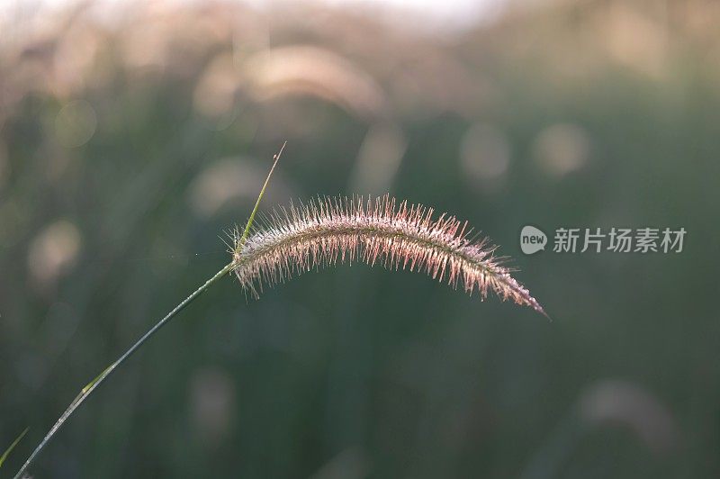 小草花伴阳光，美丽散景背景