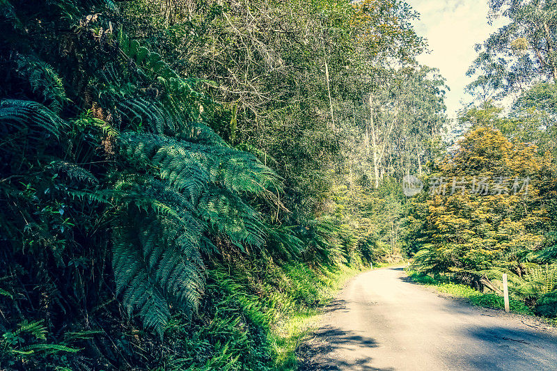 一条穿越澳大利亚雨林的公路。