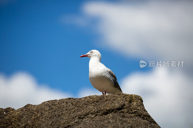 海鸥