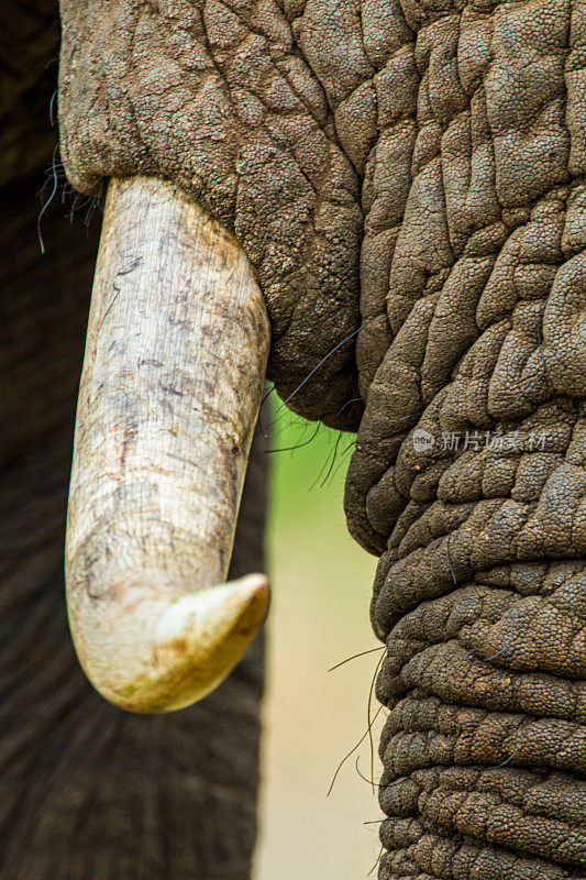 南非克鲁格公园里，长着长牙的非洲公象在路边吃东西