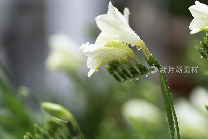 小苍兰花上的雨滴特写