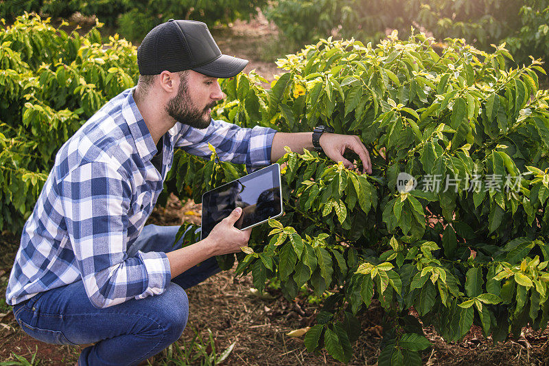 一个咖啡种植园里的男人。研究员。