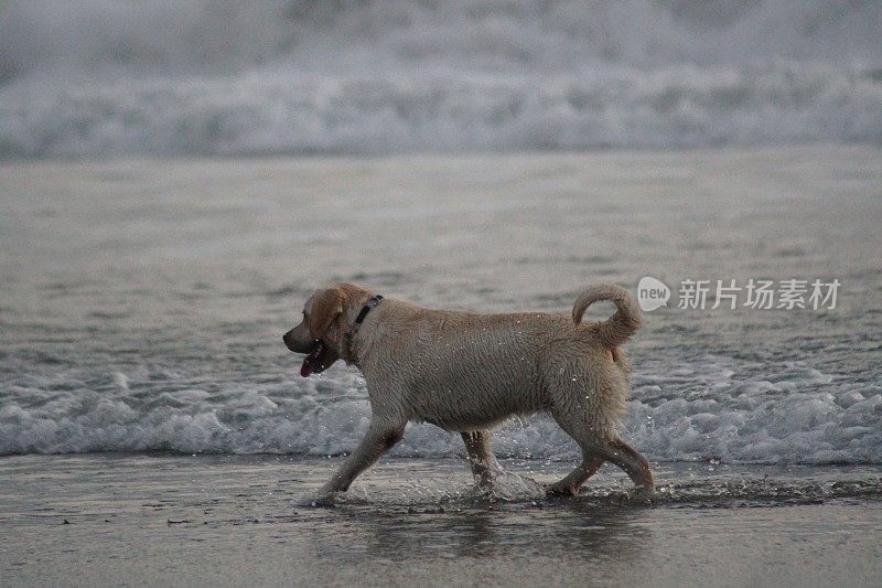 日落时狗在海滩上玩耍