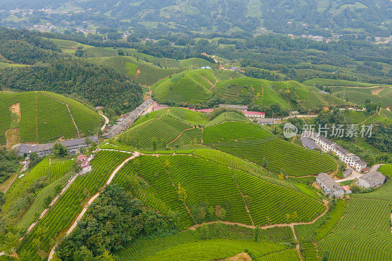 鸟瞰山上的茶园