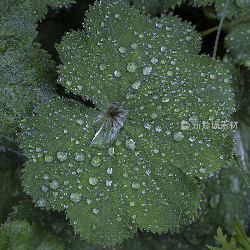 带着雨滴的炼金术