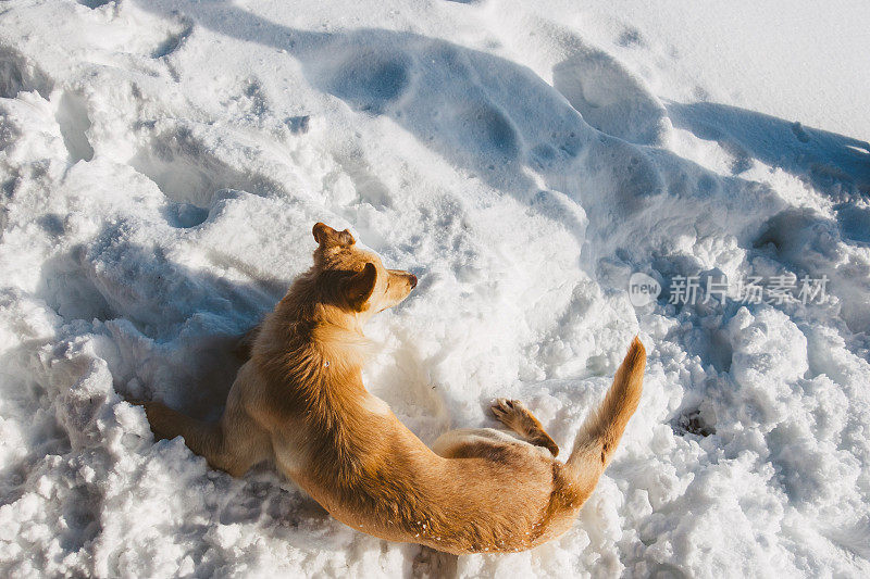 金毛寻回犬躺在雪地里