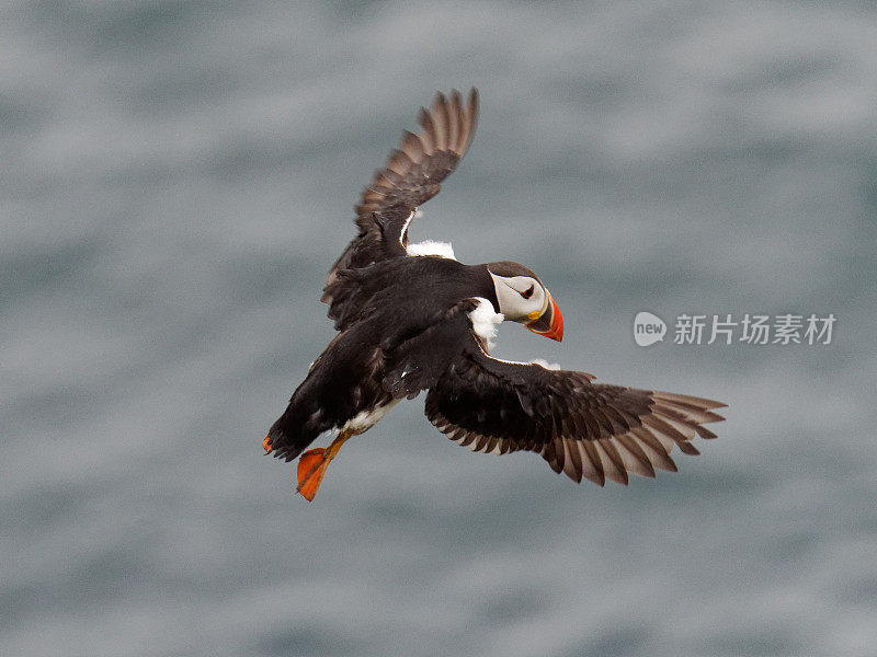 大西洋海雀