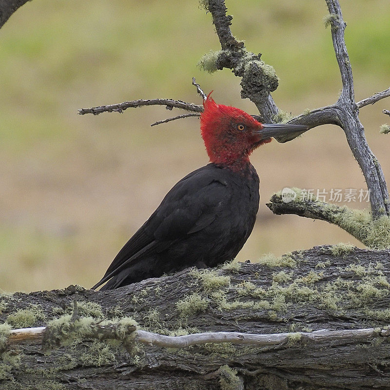在巴塔哥尼亚，一只雄性麦哲伦啄木鸟栖息在一棵倒下的树上