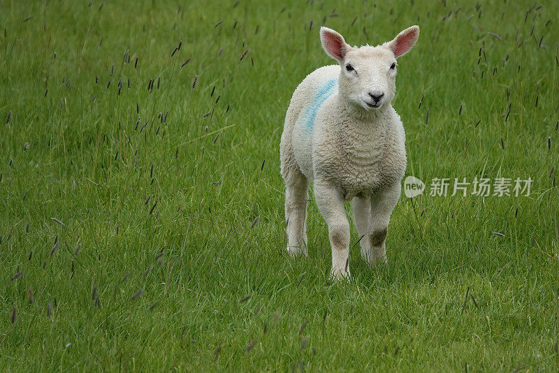 一只小羊羔正在绿色的草地上散步，这是一张超级可爱的图片。