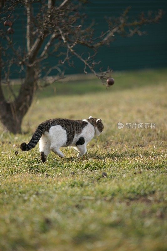 有斑点的白灰猫走在春天花园的绿草地上。