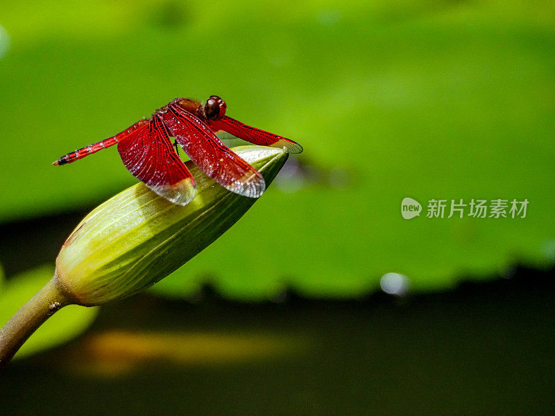 红色的蜻蜓