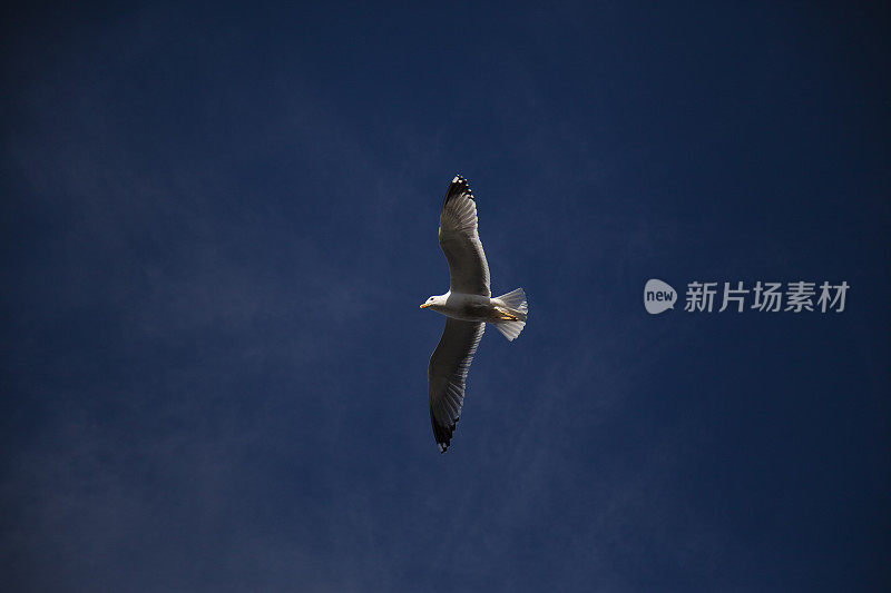 海鸥在天空中飞翔