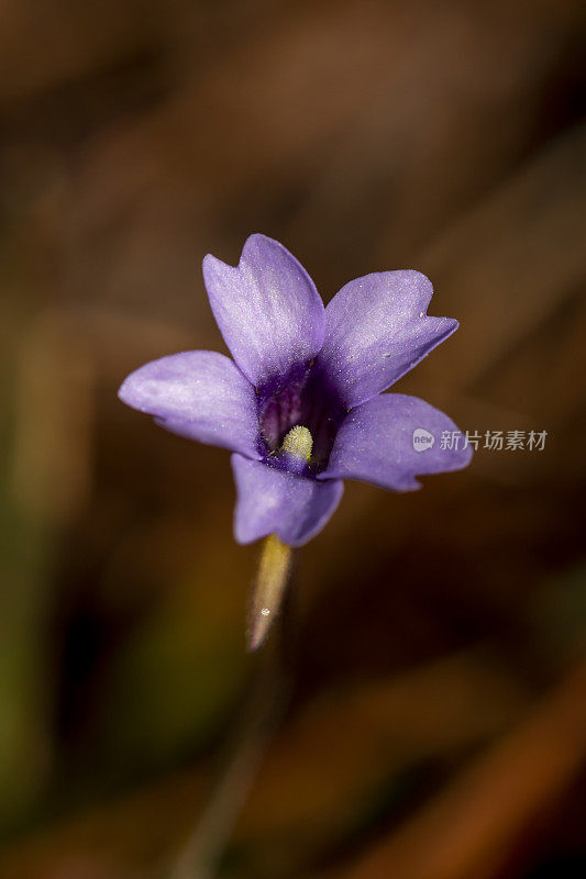 镜头的开放Butterwort花面对镜头