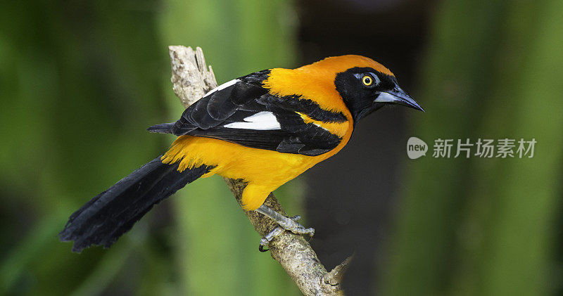 在巴西潘塔纳尔地区，橙色背背的黄花鱼(黄花鱼)是黄花鱼科的一种鸟类。