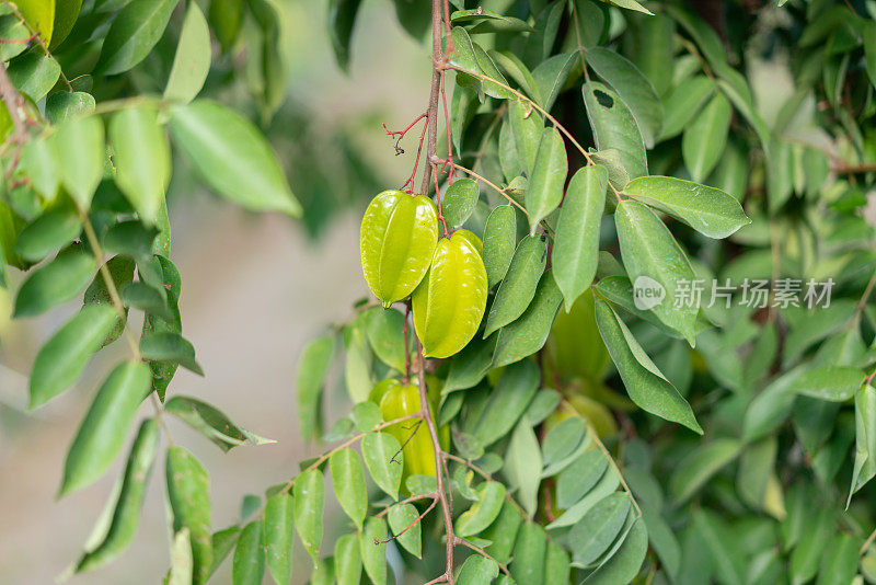 杨桃(杨桃)，树上结果，