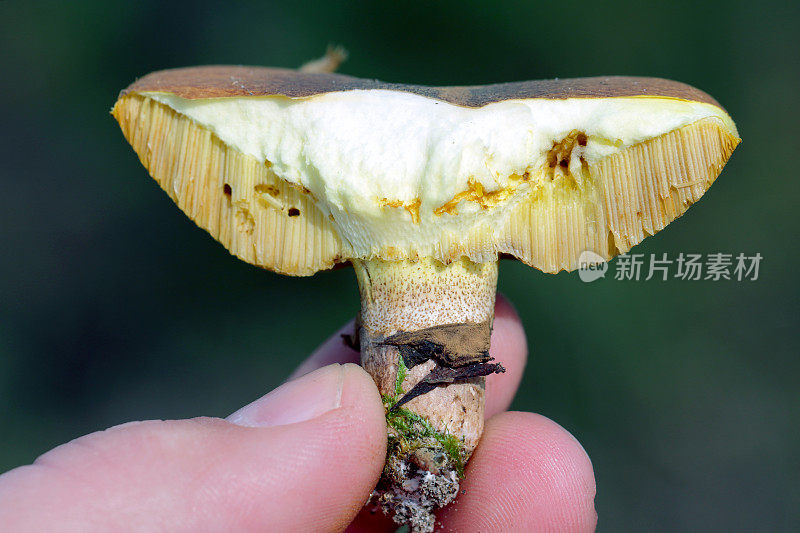被苍蝇幼虫切下并有明显损伤的湿滑虾或粘虾。蛆在蘑菇。