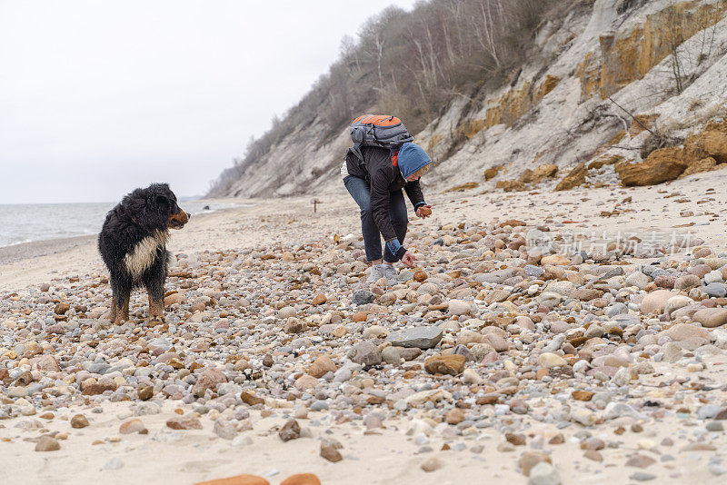 凉爽的春日，在海边遛狗。一个戴着蓝色头巾、背着双肩包的成熟金发女人正在收集橙色的石头，她的伯尔尼山狗正好奇地看着她。