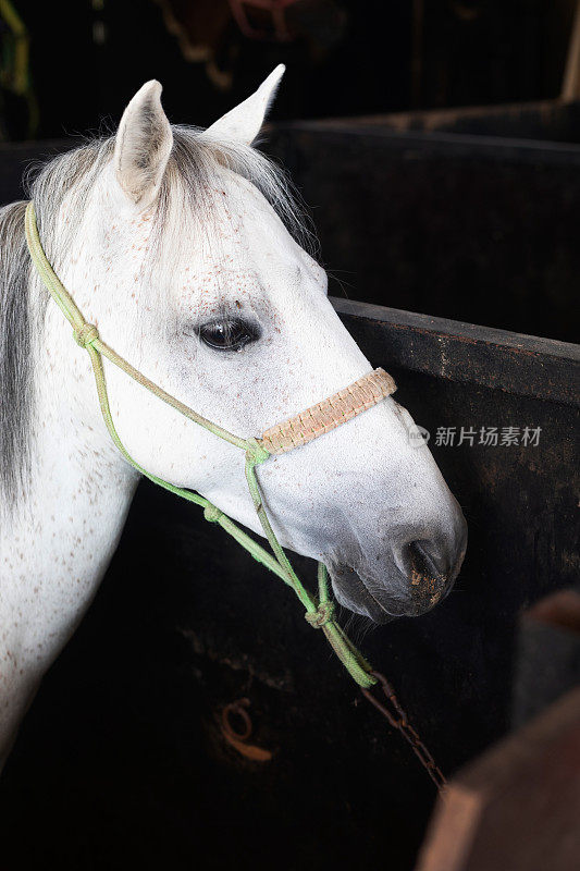 谷仓里的白马