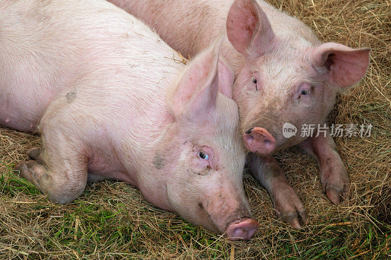 两只小猪躺在农场的稻草上