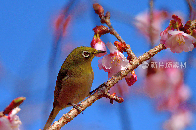 樱花和日本白眼