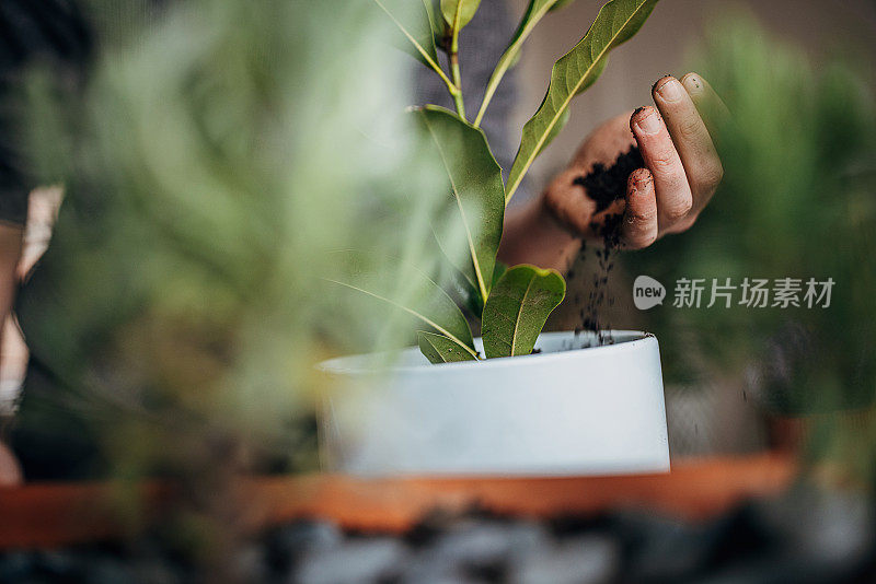 人在家里种植室内植物的特写