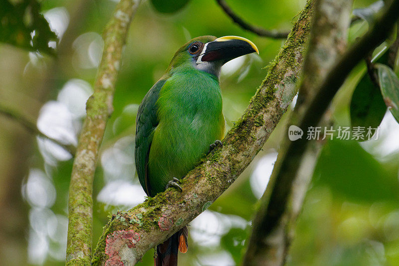 翡翠Toucanet南部