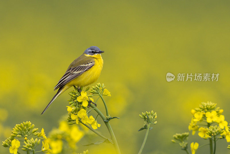 西方黄色鹡鸰