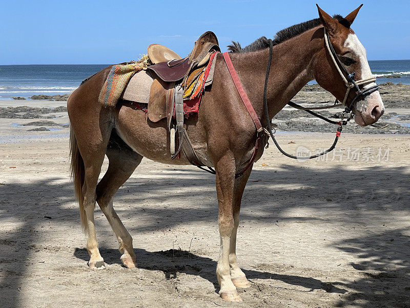 在哥斯达黎加的塔马林多海滩，马在树荫下休息