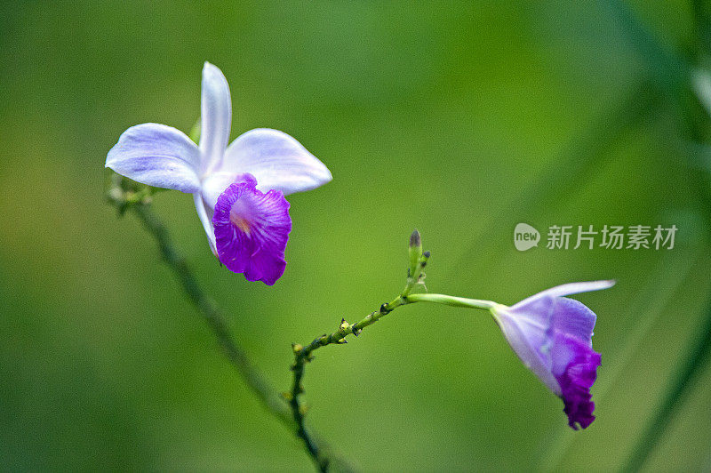 竹兰，哥斯达黎加的一种热带植物