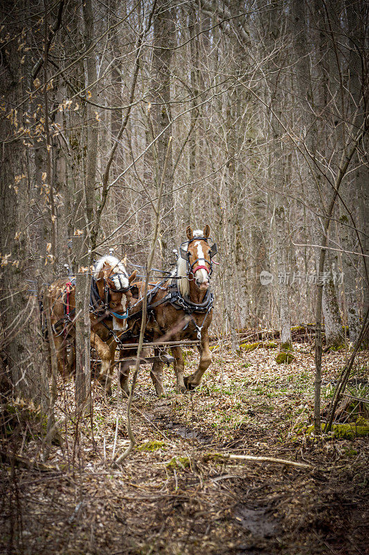 森林中的两匹比利时马