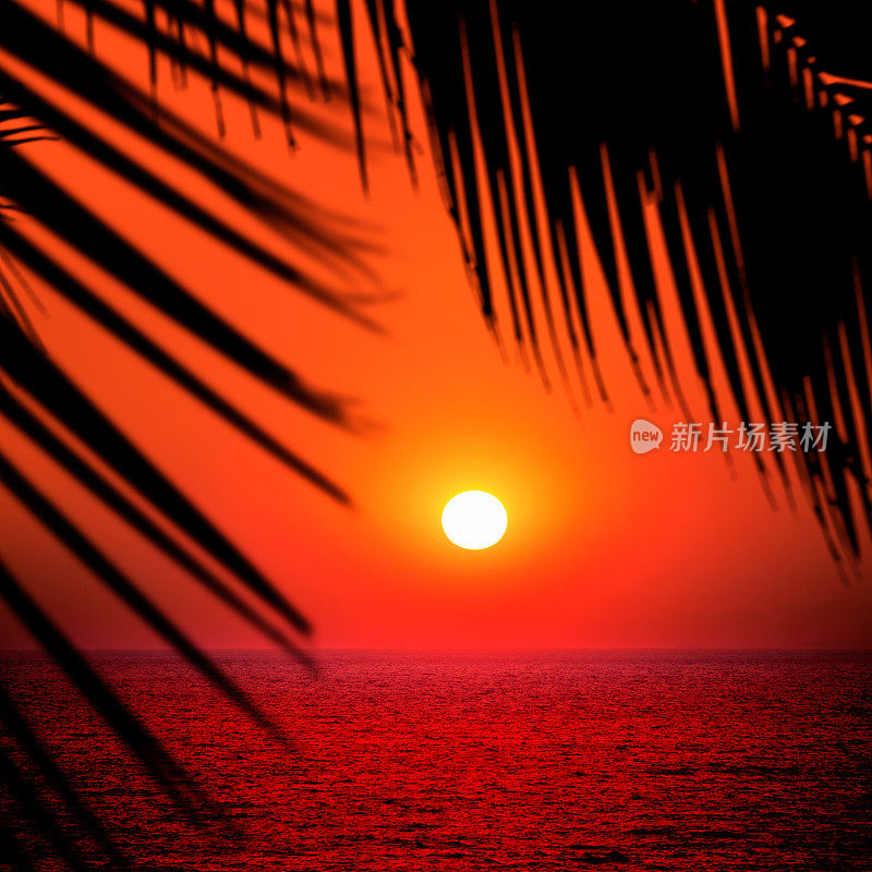 海景与剪影棕榈叶在浪漫的日落