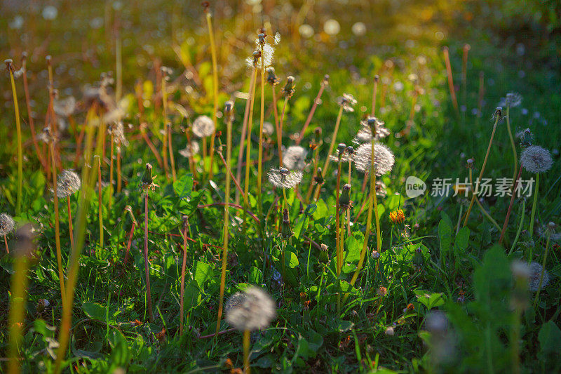 夕阳下的蒲公英在春天的原野上